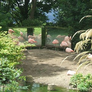 Flamingos