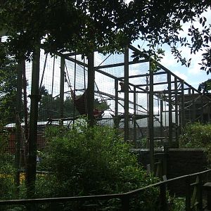 Gibbon enclosure