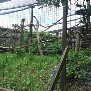 Margay enclosure
