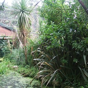 Tamarin or Marmoset enclosure