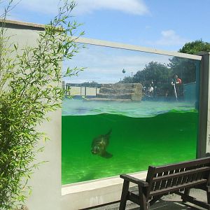 Sealion Viewing Window