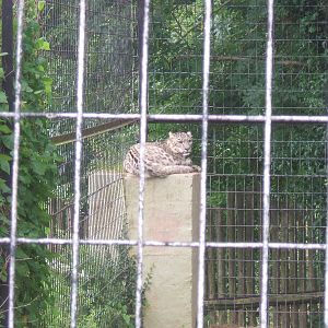 Snow Leopard