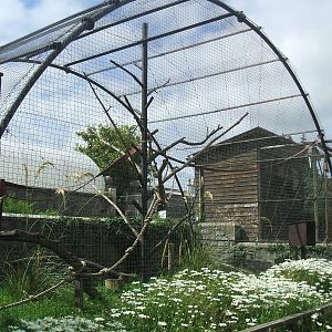 Spider Monkey enclosure