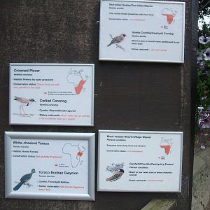 Species in African aviary