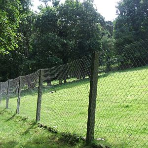 Wallaby and Welsh Mountain Goat paddock