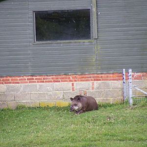 Ronaldo the Brazilian tapir at Marwell Wildlife, 10 July 2009