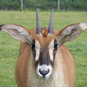 Roan antelope at Marwell Wildlife, 10 July 2009