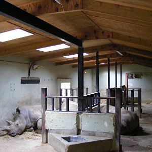 Hannu, Sula and Kiri the southern white rhinos inside their house at Marwel