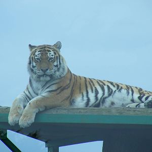 Yenna the amur tiger at Marwell Wildlife, 10 July 2009