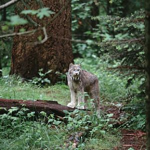 canada lynx, NWT