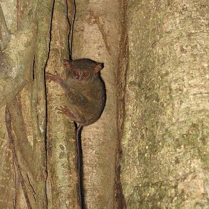 northern tarsier (Tarsius spectrumgurskyae)