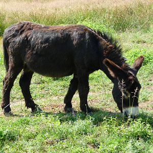 Black Burro