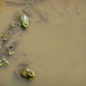 Bullfrogs In Grizzly Pool