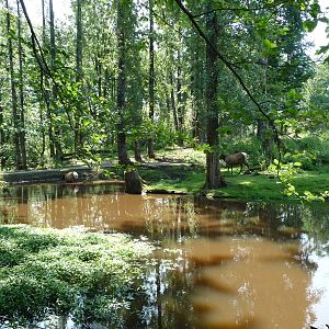 15 Acre Bison/Elk/Deer Enclosure