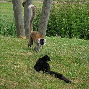 Black Lemur pair