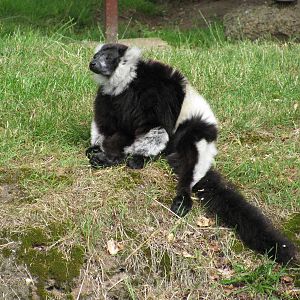 Black and White Ruffed Lemur