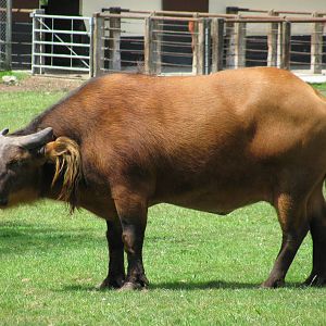 Congo Buffalo