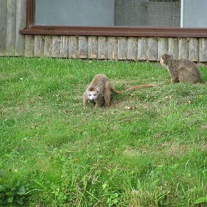 Crowned Lemur
