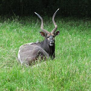 Lowland Nyala