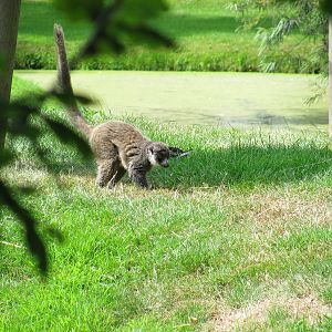 Mongoose Lemur