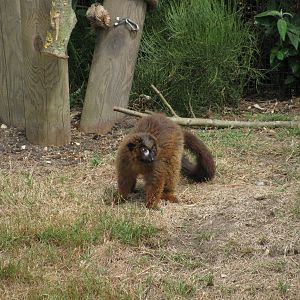 Red Bellied Lemur
