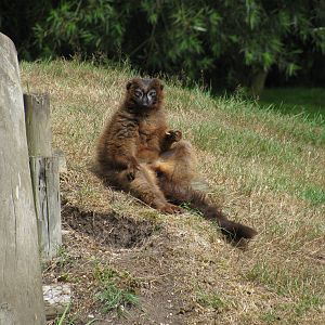 Red Bellied Lemur