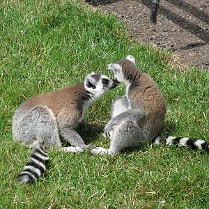 Ring Tailed Lemur