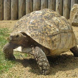 Spur Thighed Tortoise