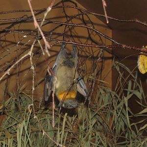 Straw Coloured Fruit Bat