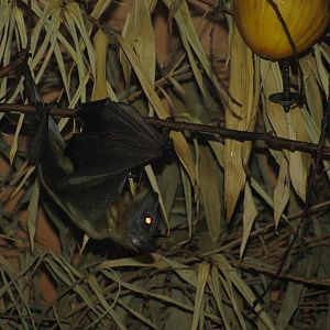 Straw Coloured Fruit Bat