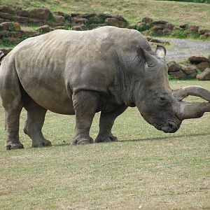 Southern White Rhino