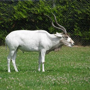 Addax