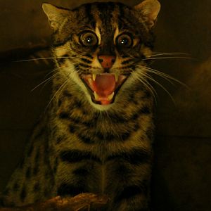 Rotterdam Fishing cat