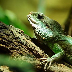 Chinese water dragon