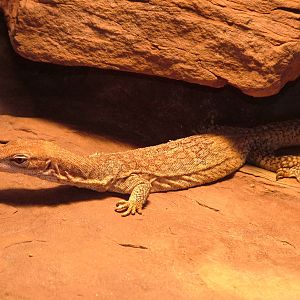 Speckled Monitor at Wilhelma, Stuttgart 08/09/06