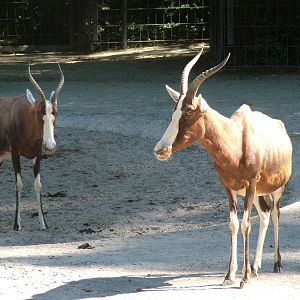 Blesbok at Wilhelma, Stuttgart 08/09/06