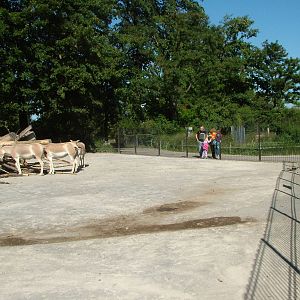 Onager enclosure at Wilhelma, Stuttgart 08/09/06