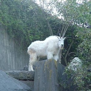 Rocky Mountain Goat at Wilhelma, Stuttgart 08/09/06