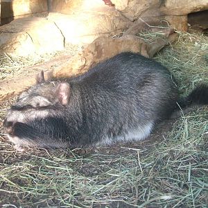 Plains Viscacha at Wilhelma, Stuttgart 08/09/06