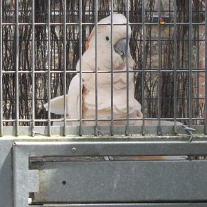Cockatoo in a cage 5.7.09