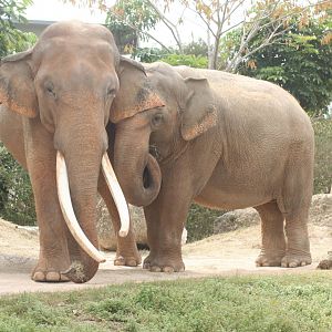 Asiatic Elephants; Miami Metrozoo; February 2009