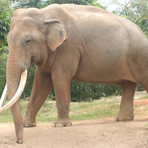 Male Asiatic Elephant; Miami Metrozoo; February 2009