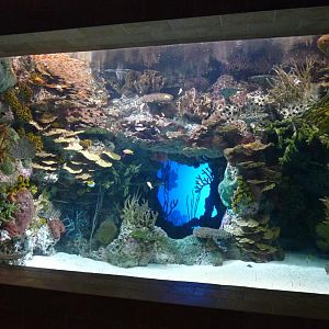 Reef Tank