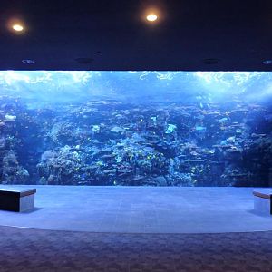 Tropical reef Tank
