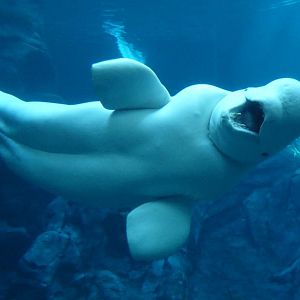 Beluga whale