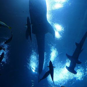 Whale and Hammerhead shark