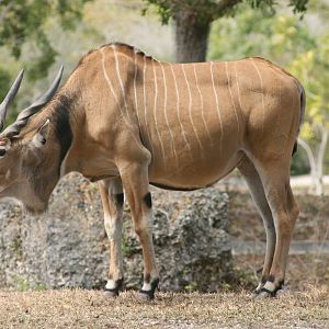 Giant Eland; Miami Metrozoo; February 2009