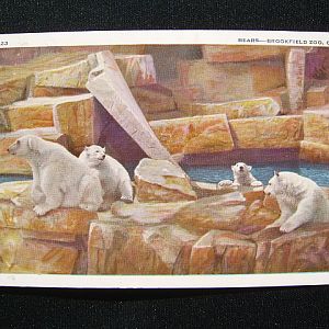 Polar Bears