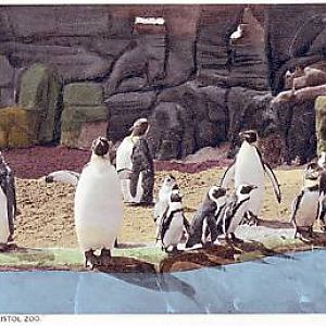 Penguins