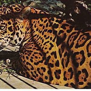 Jaguar
